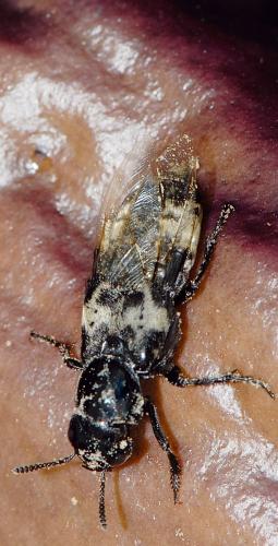 Creophilus maxillosus